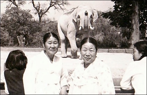 친자매처럼 지냈던 군산 어머니(오른쪽)와 광천 어머니(왼쪽). 1970년 봄 창경원(창경궁)     © 조종안