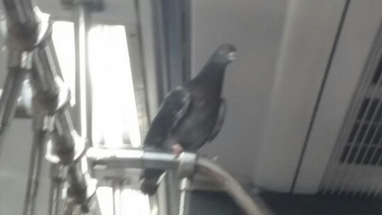  구로역에서 인천행 지하철에 승차한 비둘기 