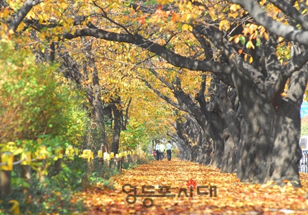 ▲ ‘서울 단풍길 96선’에 포함된 윤중로 길 Ⓒ서울시