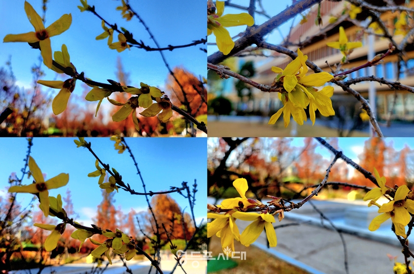 ▲영등포구 여의도 국회 소통관 앞에 핀 개나리꽃/사진=이용우 기자 