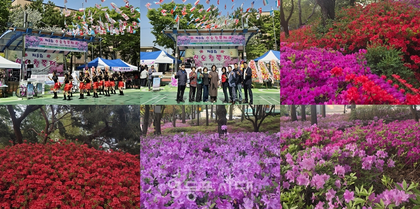 ▲신길공원에 핀 철쭉/이미지=신오철쭉제 추진위원회 제공