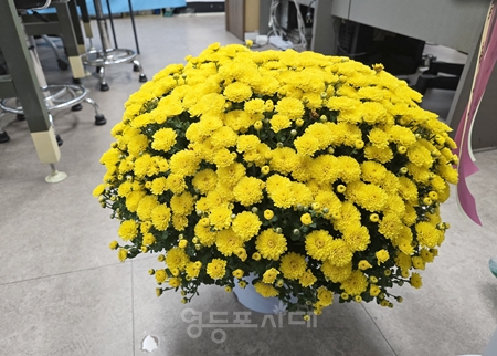 ▲영등포시대에 전달된 국화꽃 ⓒ영등포시대