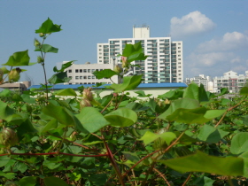 주민센터 옆 목화밭