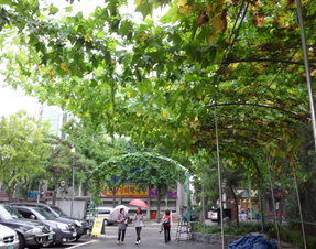 대림1동 주민센터 앞마당에 조성된 아치터널