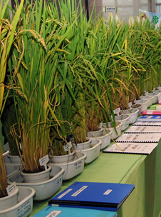 2호선 강남역에서 누렇게 익은 가을벼