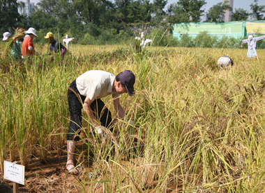 노들텃밭 토종논 벼베기