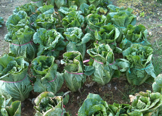 지난 9월 한 포기에 100원씩 하는 엄지 손가락 만 한 모종을 서른포기를 심어 놓은게 제법 큼지막하게 자라났다. &copy; 추광규 