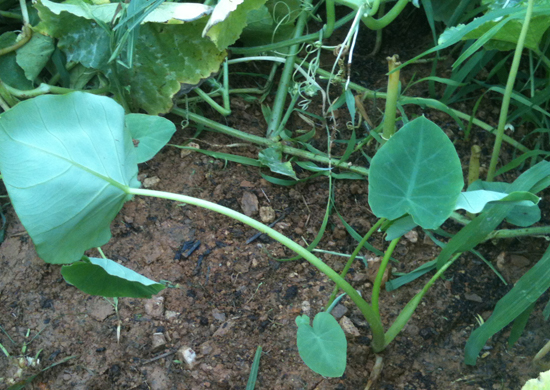 지난 7월 초 찍어 놓았던 토란 모습이다. 토란이 처음 그 잎을 갓 피어 올렸을 때 앙징 맞은 게 예쁘다기 보다는 너무나 귀엽게만 느껴졌었다. 그 어떤 관상용 화초 보다 ...... &copy; 추광규 