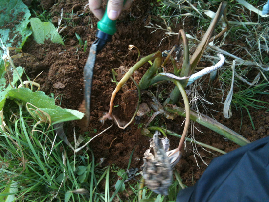 11월 10일 주말텃밭의 토란잎은 시들어 있었고 줄기만 앙상하게 남아 있었다. &copy; 추광규 