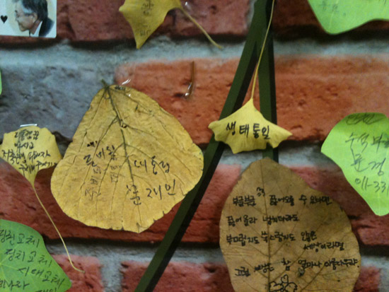 담쟁이 벽에 꽃혀 있는 응원 메시지     &copy;추광규 