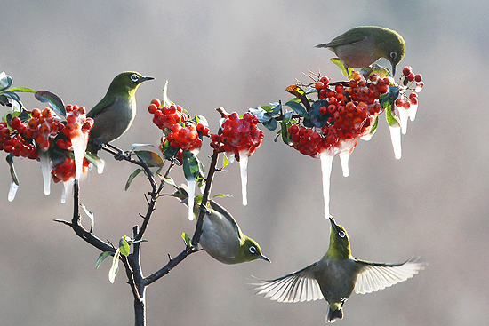 물을 먹기위해 호버링하는 장면     &copy; 박희만