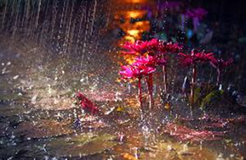 [최우수] 우련(빗속의 수련) 김태용