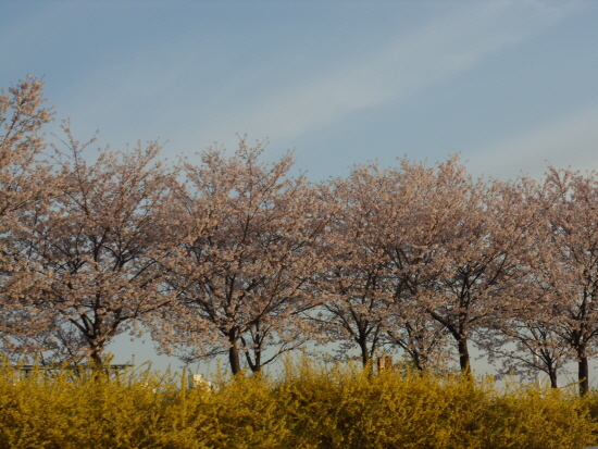 수채화를 옮겨놓은 듯한 양평 1동 안양천길(19일 오전 6시 52분)