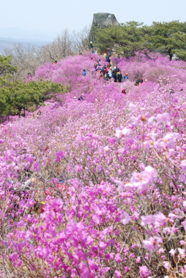 진달래가 만개한 가현산의 모습.
