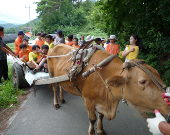 지난 해 고성에서의 해양체험과 청양에서의 워낭체험