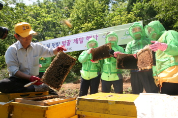 상일동 공동체텃밭 벌꿀 채밀행사(5.21) (사진제공 : 강동구청)