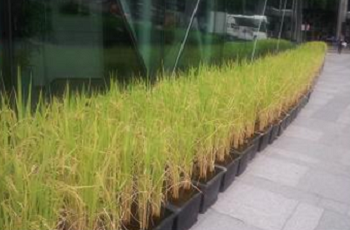  9월말 생육후기 &copy;서울시)