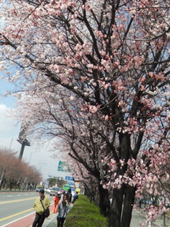 2013년 4월 여의도 윤중로의 벚꽃 &copy;영등포시대  