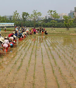 보라매공원 모심기 &copy;서울시