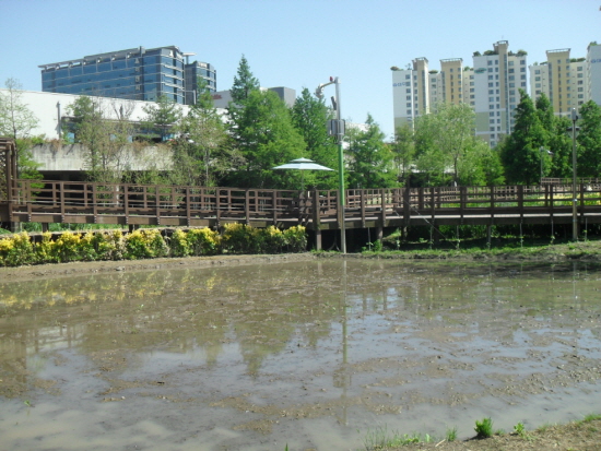  모내기 체험행사가 열리는 양평 유휴지  &copy;영등포구