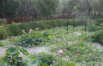 양평유수지 생태연못 연꽃   Ⓒ영등포구