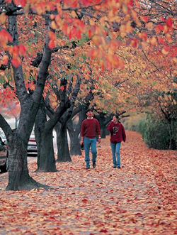 ▴<물길①-12>영등포구 여의서로(느티나무) Ⓒ서울시