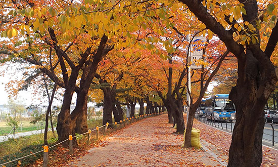 서울시가 아름다운 단풍길로 선정한 여의서로 모습. 지난해 찍은 사진이다.  <사진제공 - 영등포구청 푸른도시과>