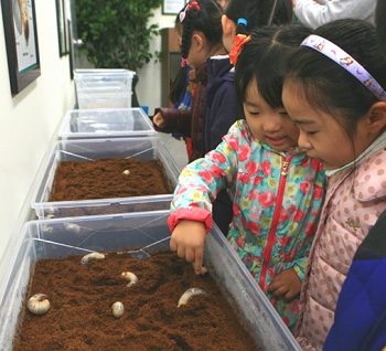 ▲ 곤충체험학습장 생태체험실에서 살아있는 애벌레를 만지고 있는 어린이들 &copy;영등포구