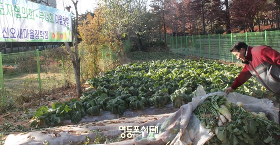 신오장학회 조남형 회장이 신길5동 새마을지도자협의회·부녀회 마을 텃밭을 둘러보고 있다. @영등포시대