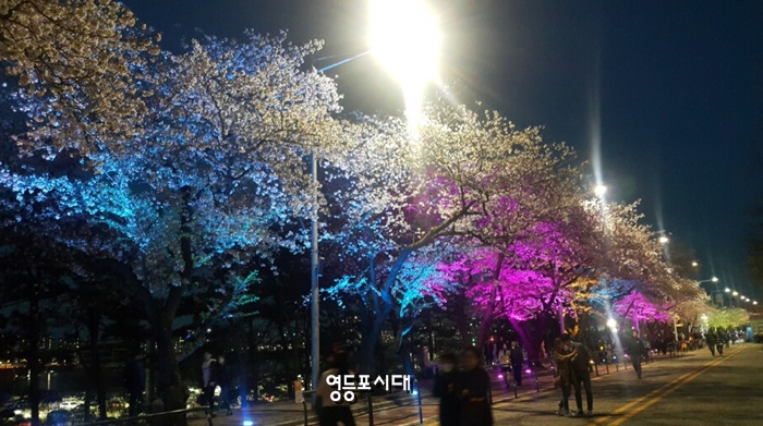 12일 저녁 국회의사당 뒤편 벚꽃 전경 &copy;영등포시대 