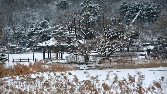 동부_임남석(겨울나무)-보라매공원