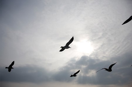 Flying 전시 작품 중 F001