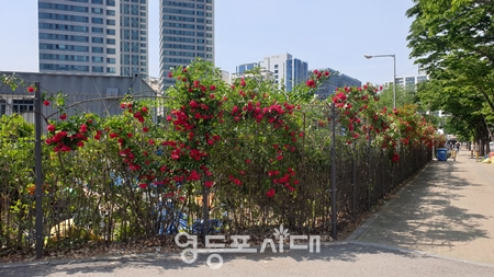 ▲가림막이 철건 된 현재의 문래동 텃밭 외부 모습  Ⓒ영등포시대