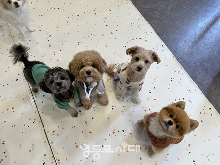 ▲펫위탁소에 맡겨진 반려동물. ©서울시 제공