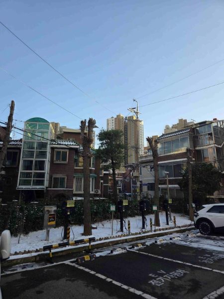 위험 수목을 가지치기한 모습(@영등포구청)