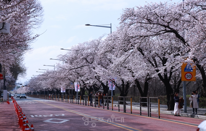 ▲여의서로(국회의사당 뒤편)에 벚꽃이 상춘객 맞을 준비를 하고 있다.Ⓒ영등포시대